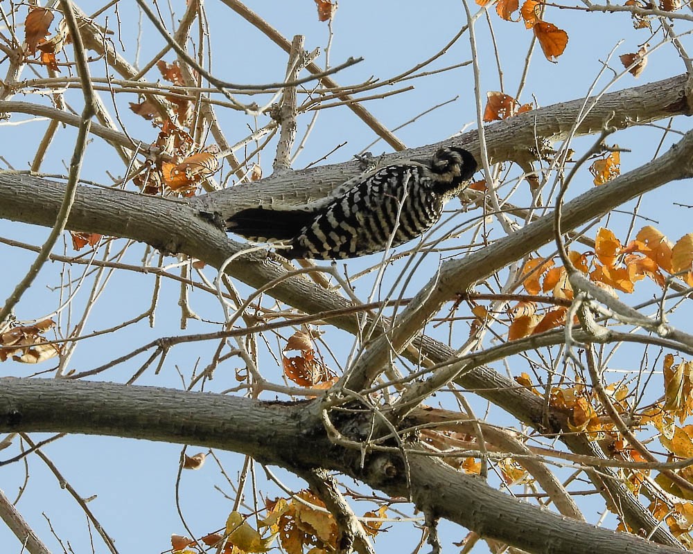 Ladder-backed Woodpecker - ML611371882