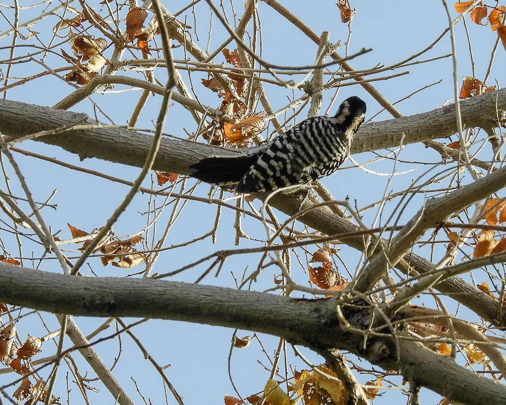 Ladder-backed Woodpecker - ML611371883