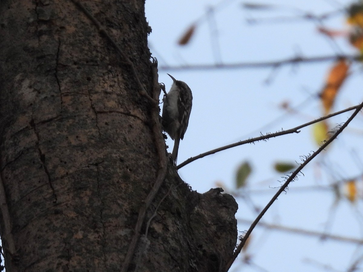 Brown Creeper - ML611371922