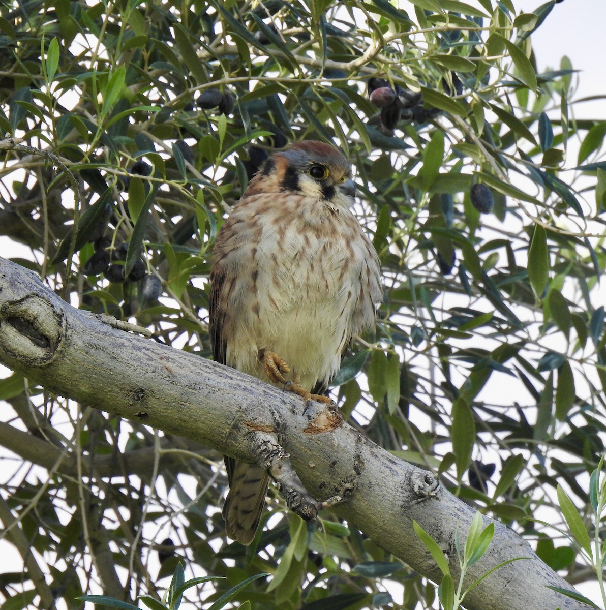 American Kestrel - Kathy Collins