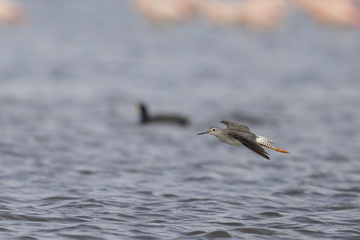 Lesser Yellowlegs - ML611371978