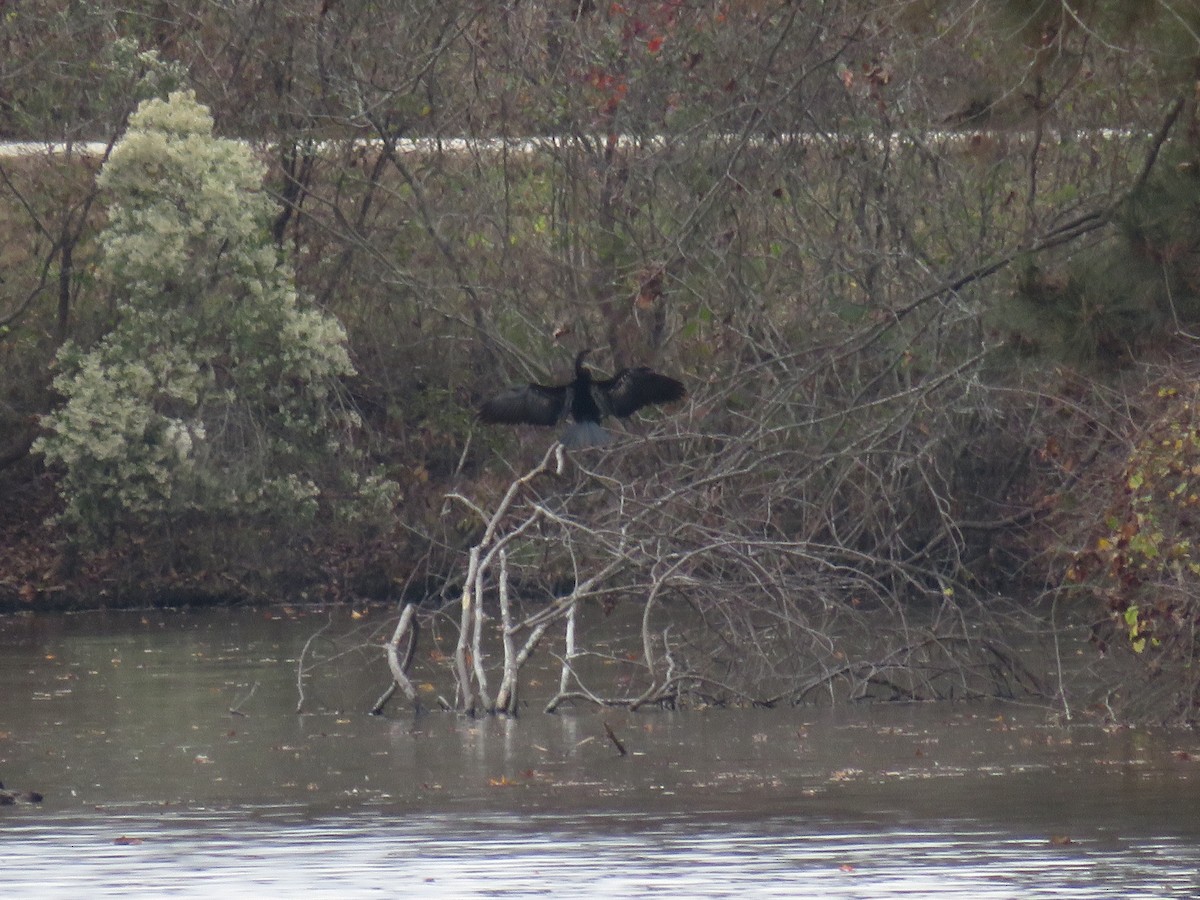 Anhinga - Eric Cormier