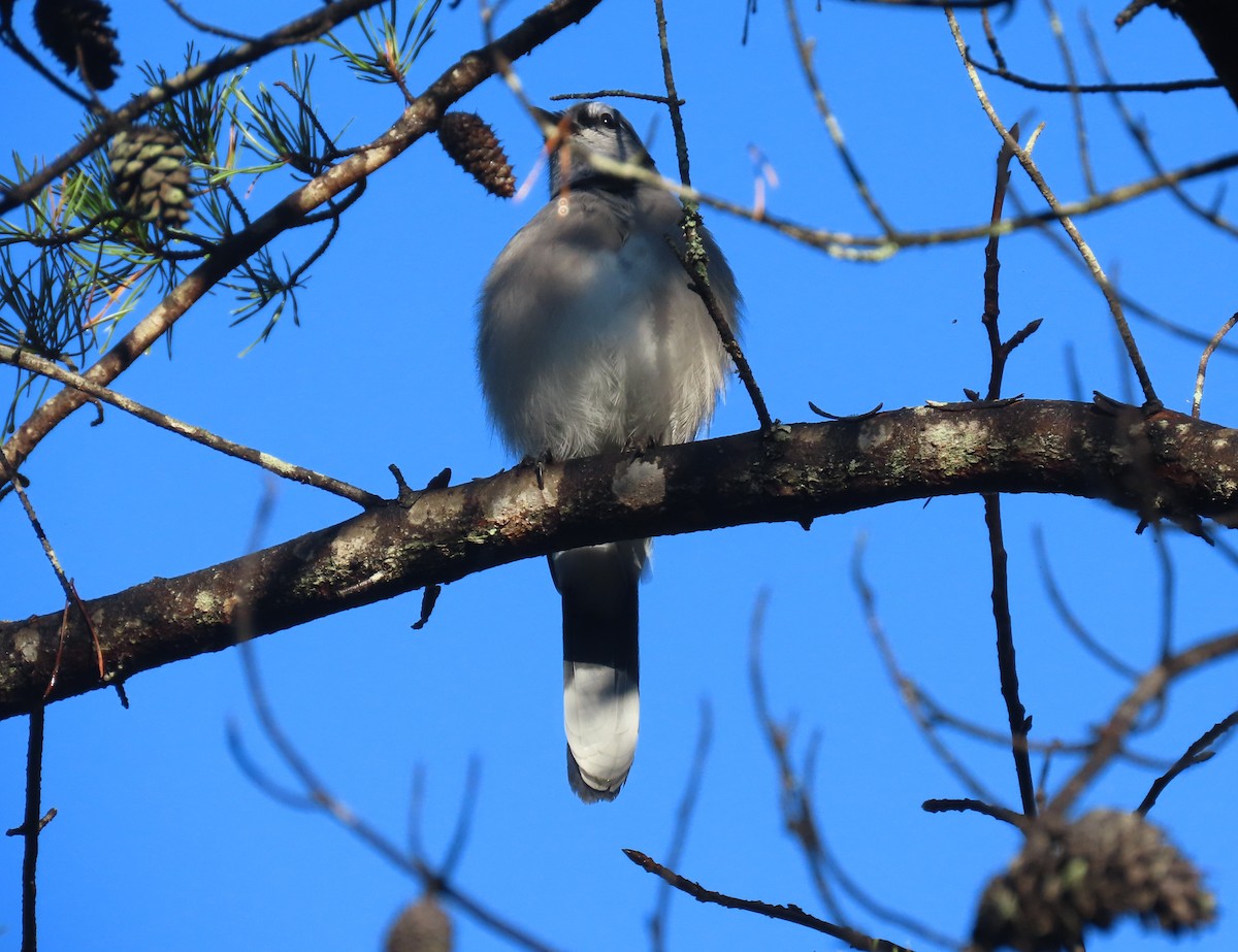 Blue Jay - ML611372038