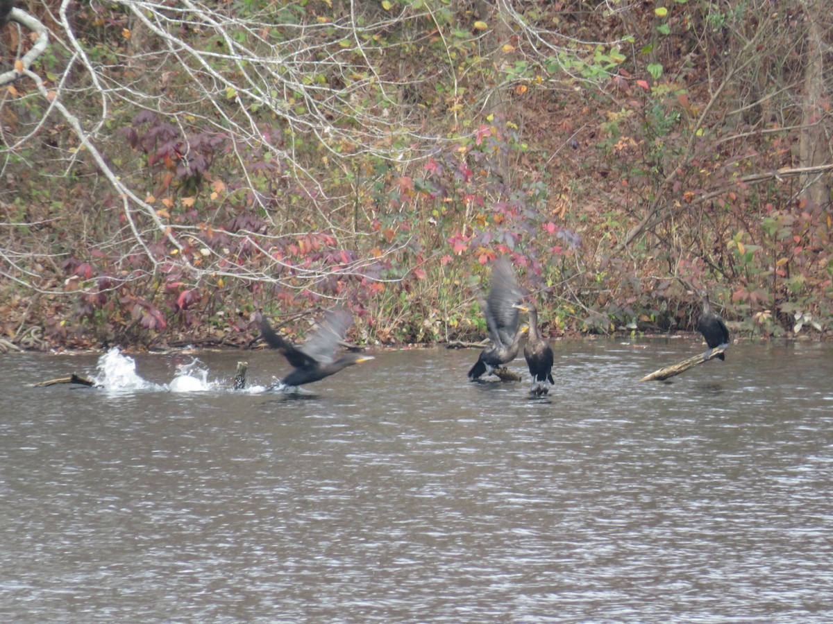 Double-crested Cormorant - Eric Cormier