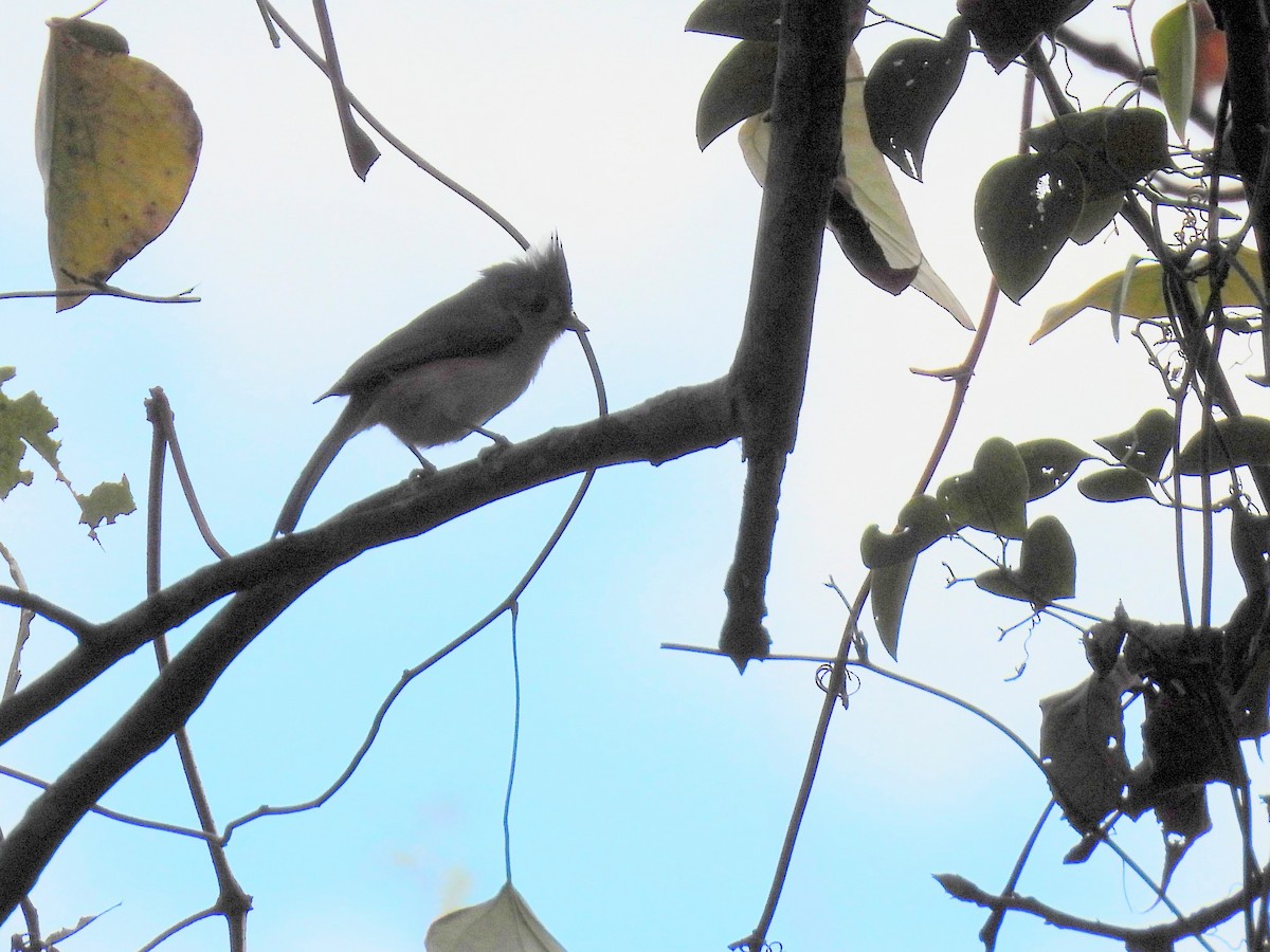 Tufted Titmouse - ML611372128