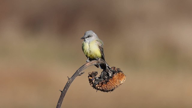 Western Kingbird - ML611372156