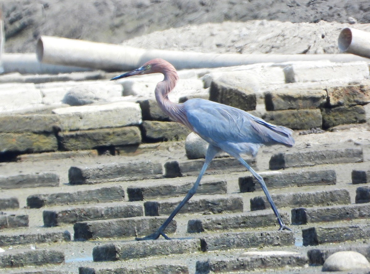 Reddish Egret - Isaí López