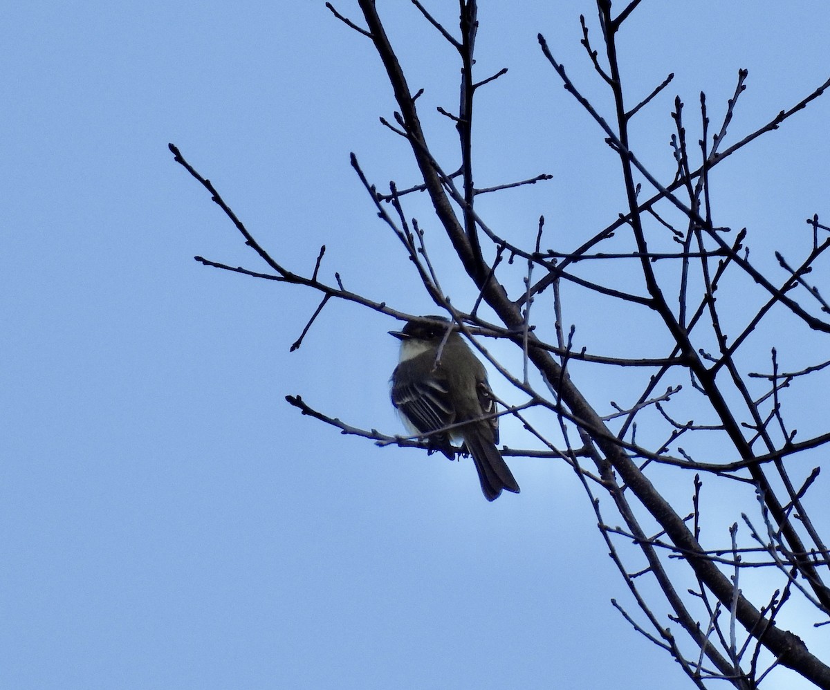 Eastern Phoebe - Barb Stone