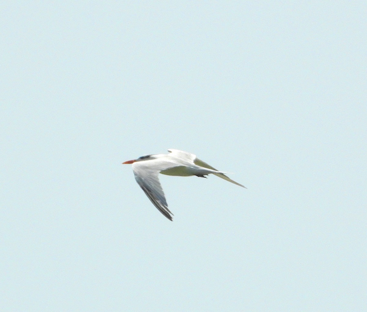 Royal Tern - ML611372205