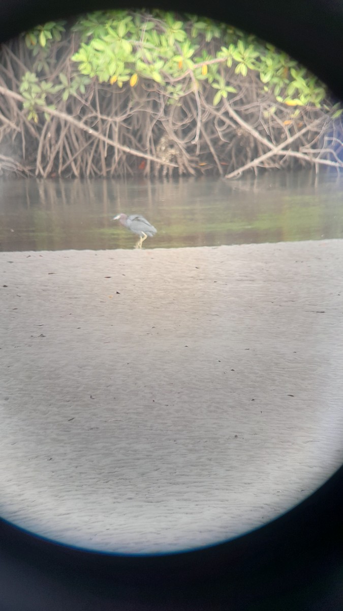 Little Blue Heron - ML611372269