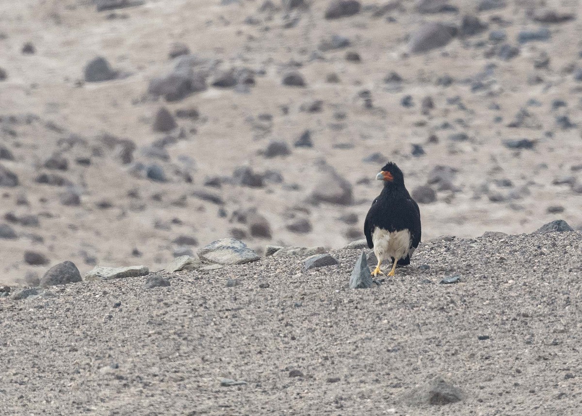 Caracara montagnard - ML611372289