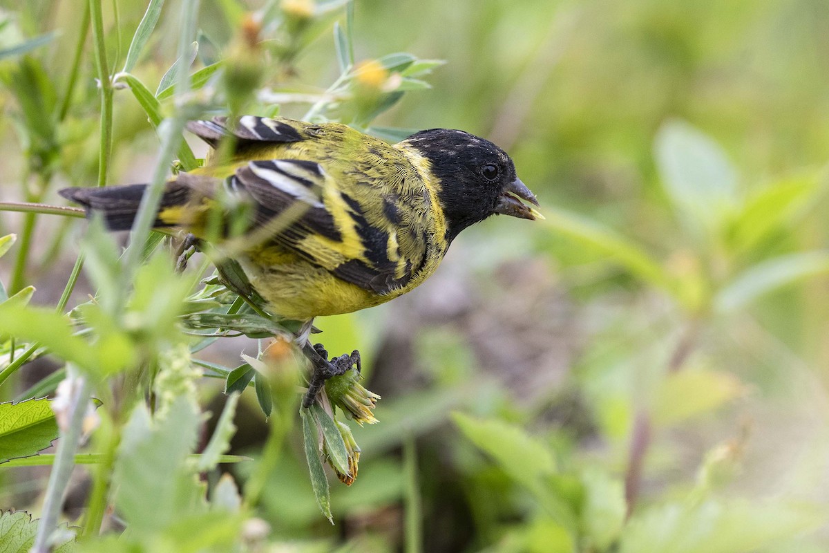 Hooded Siskin - ML611372297