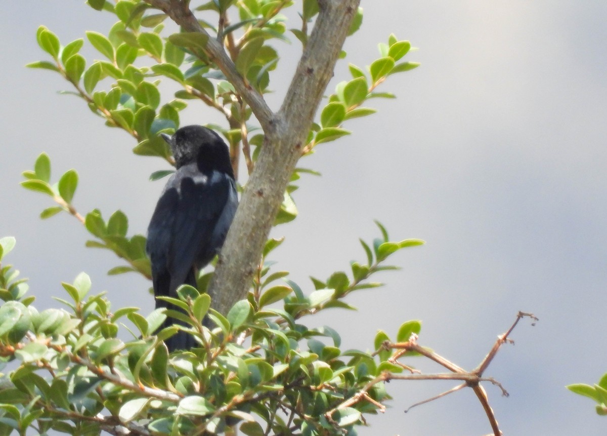 Gray-bellied Flowerpiercer - ML611372324