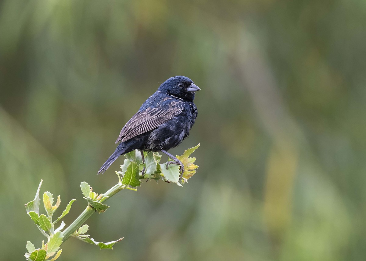 Blue-black Grassquit - ML611372331