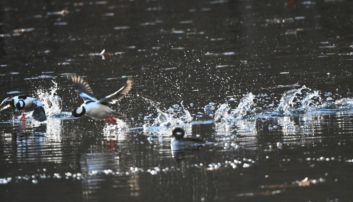 Bufflehead - ML611372521