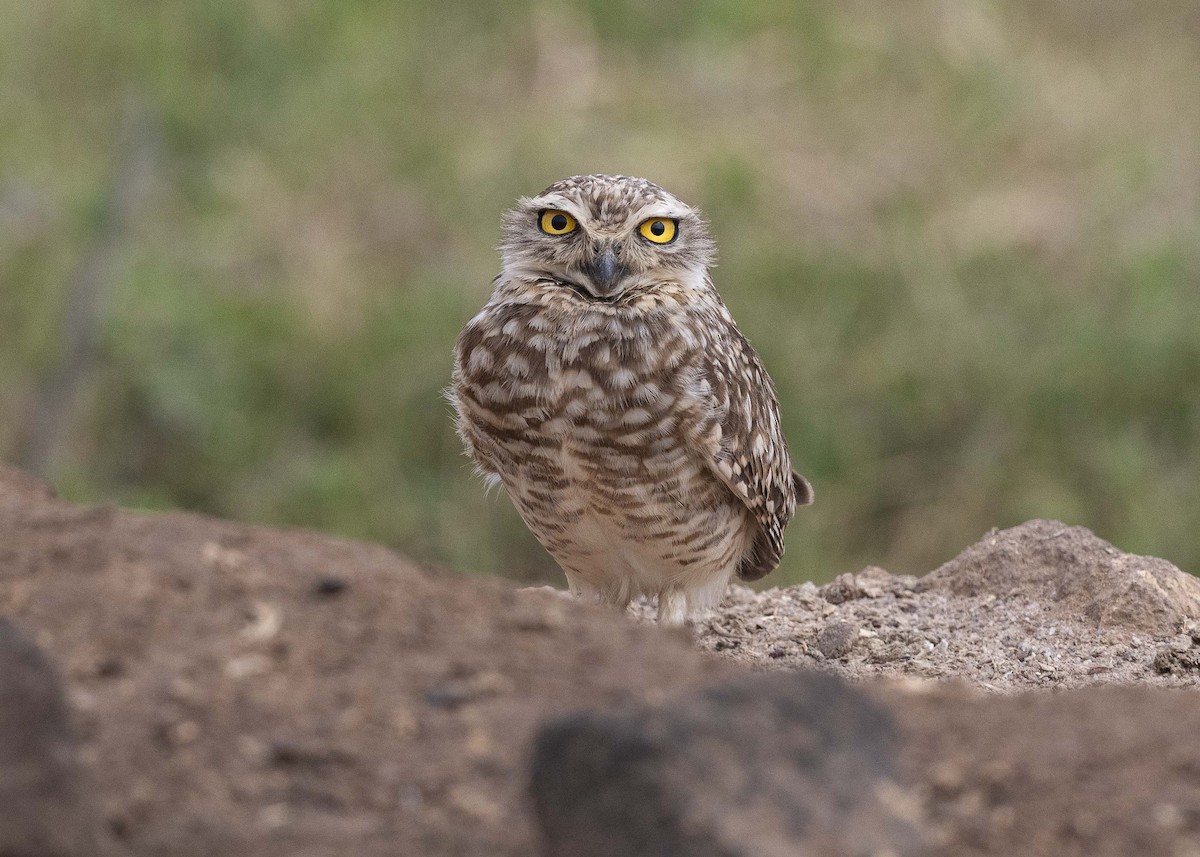 Burrowing Owl - ML611372523