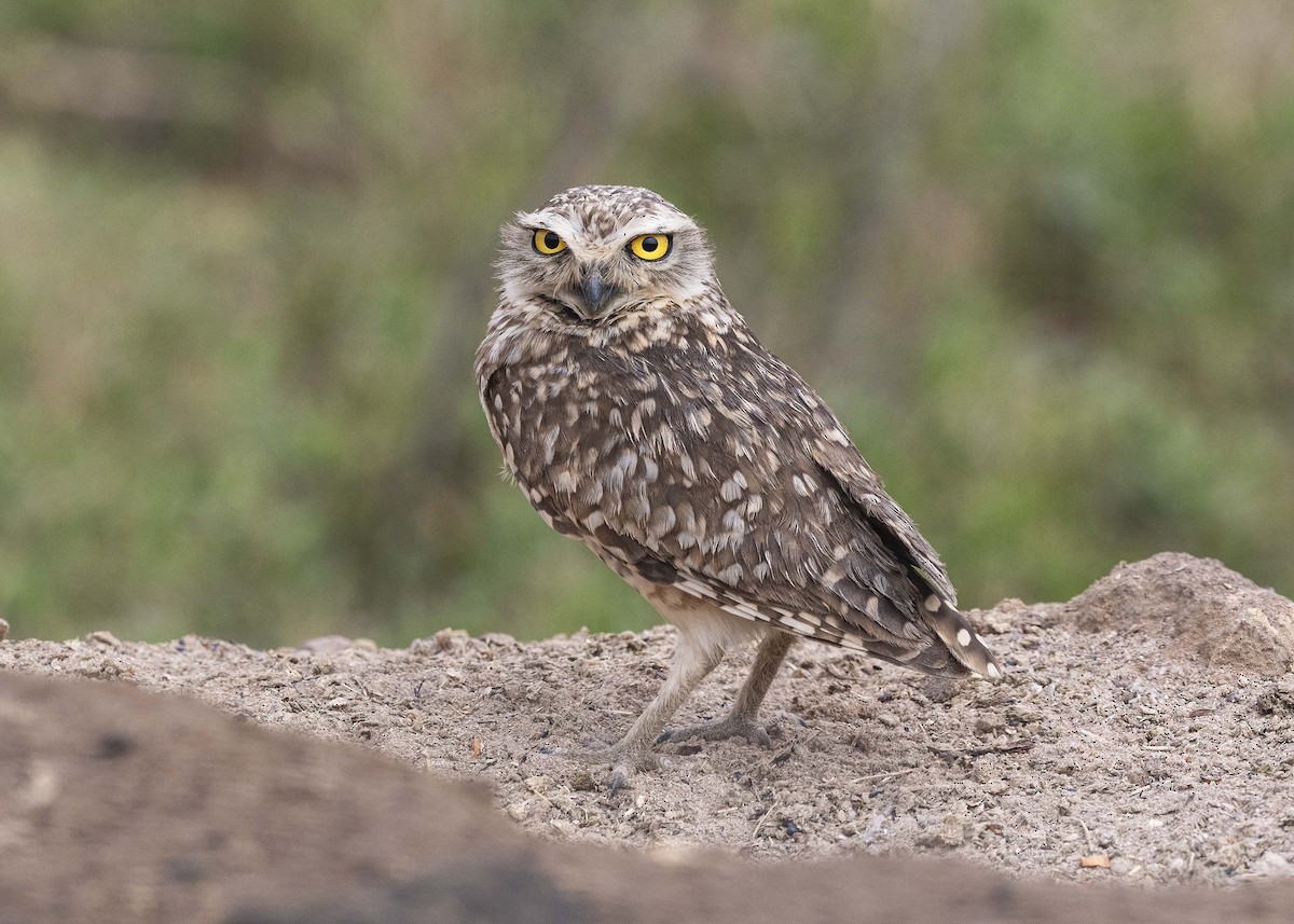 Burrowing Owl - ML611372524