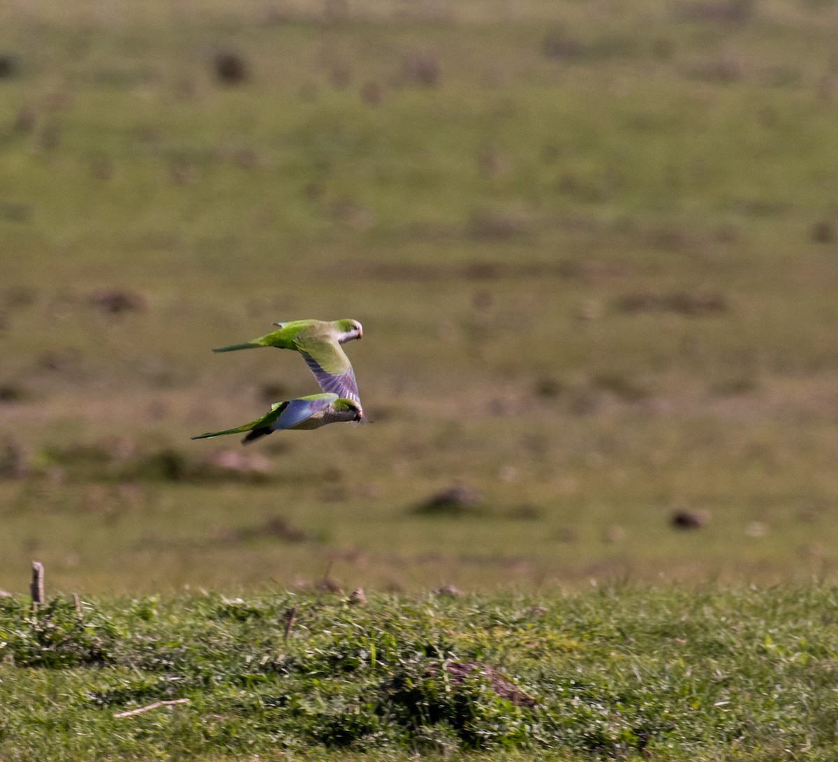 Monk Parakeet - ML611372578