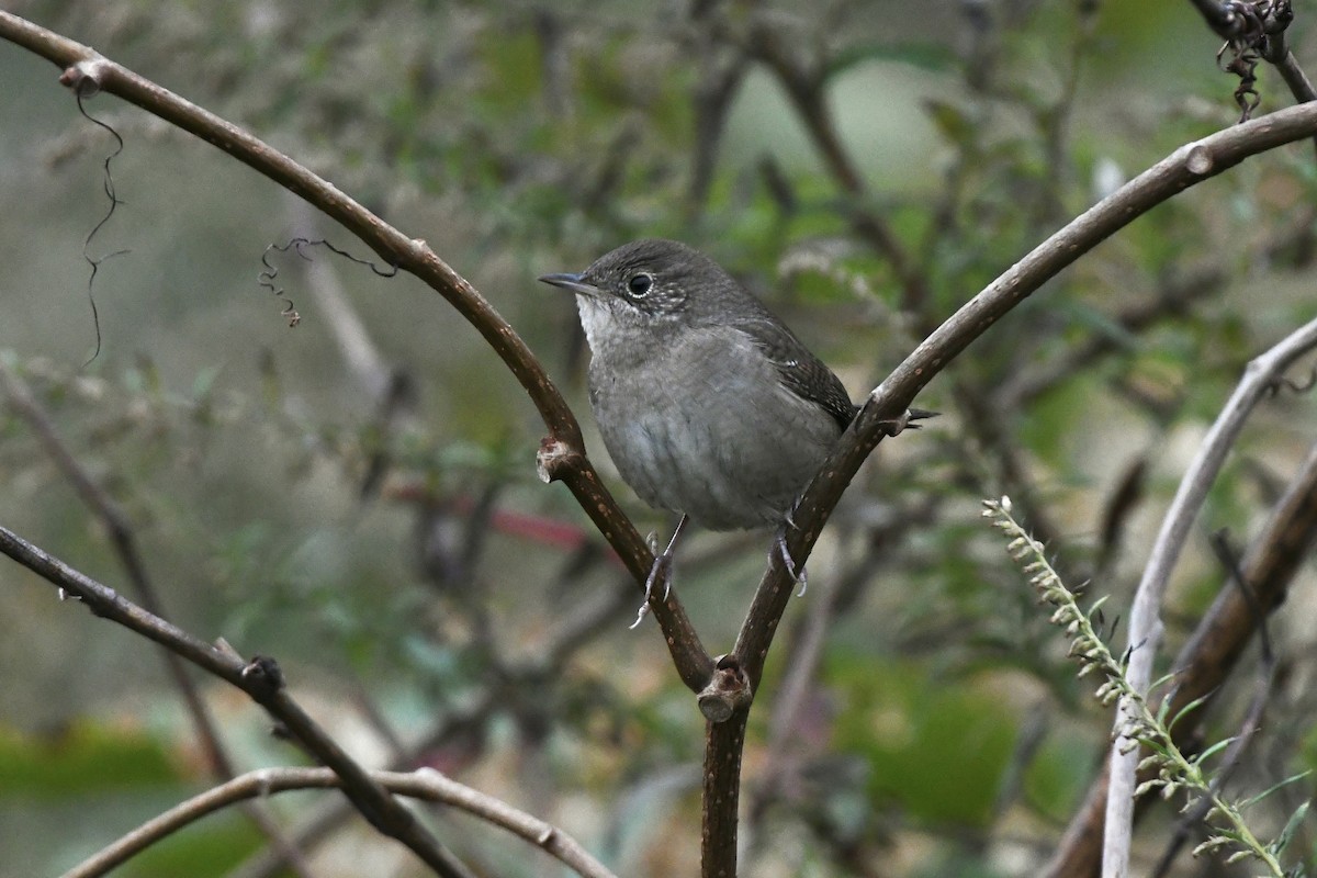 House Wren (Northern) - ML611372650