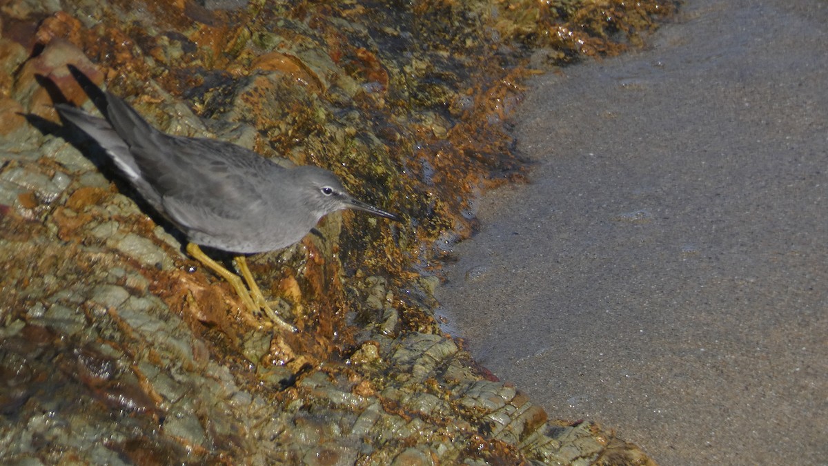 Wandering Tattler - ML611372689