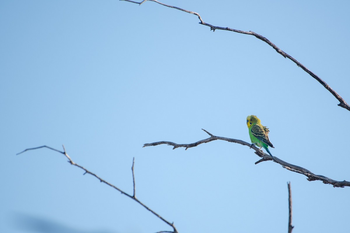 Budgerigar - ML611372724