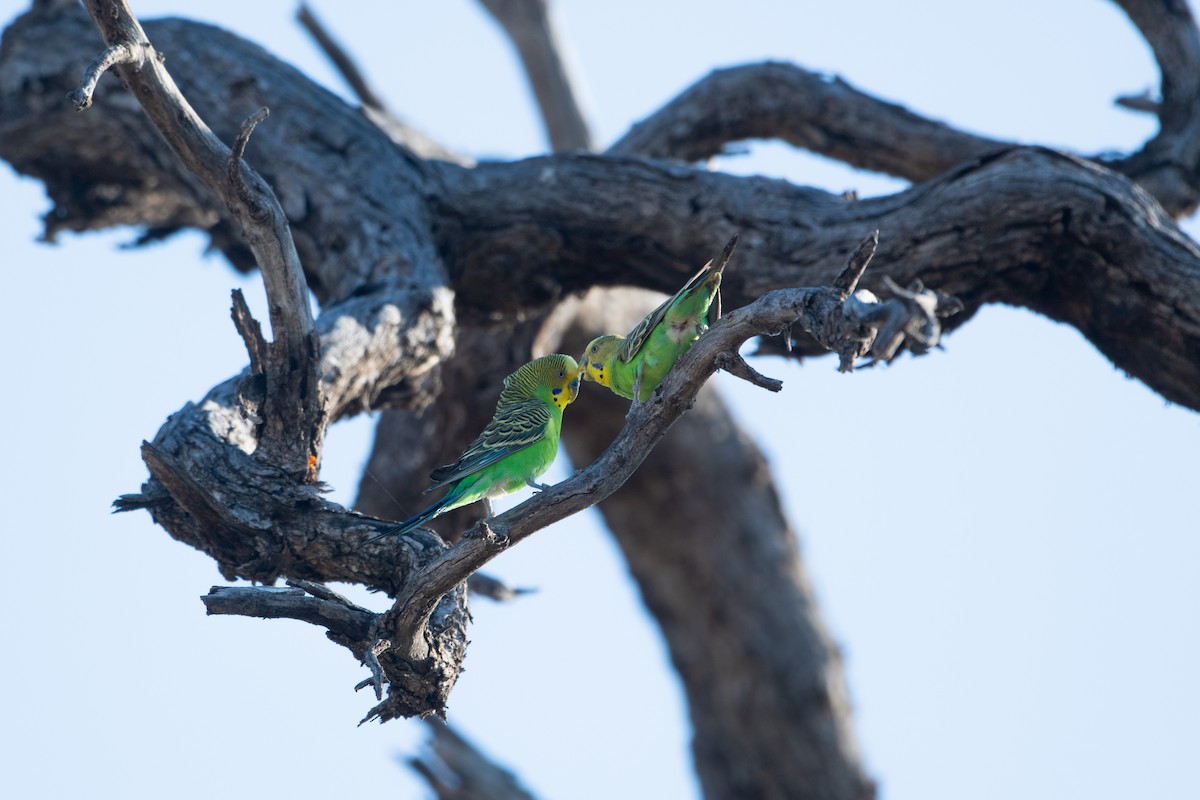 Budgerigar - ML611372725