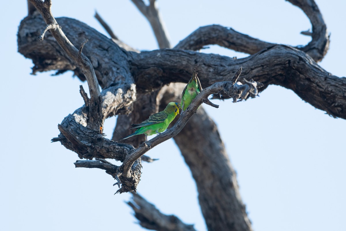 Budgerigar - ML611372726