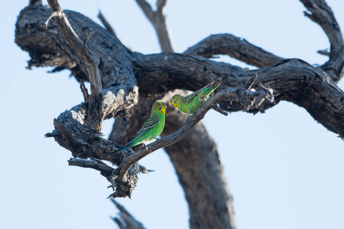 Budgerigar - ML611372727