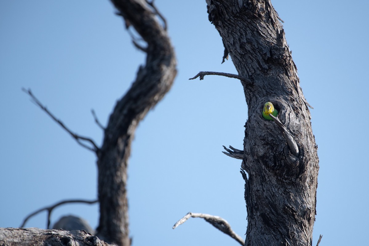 Budgerigar - ML611372728