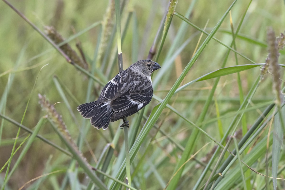 Chestnut-throated Seedeater - ML611372799