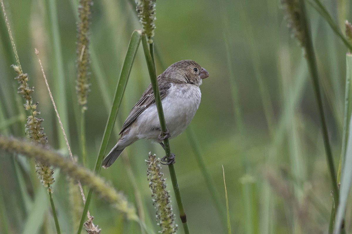 Chestnut-throated Seedeater - ML611372800