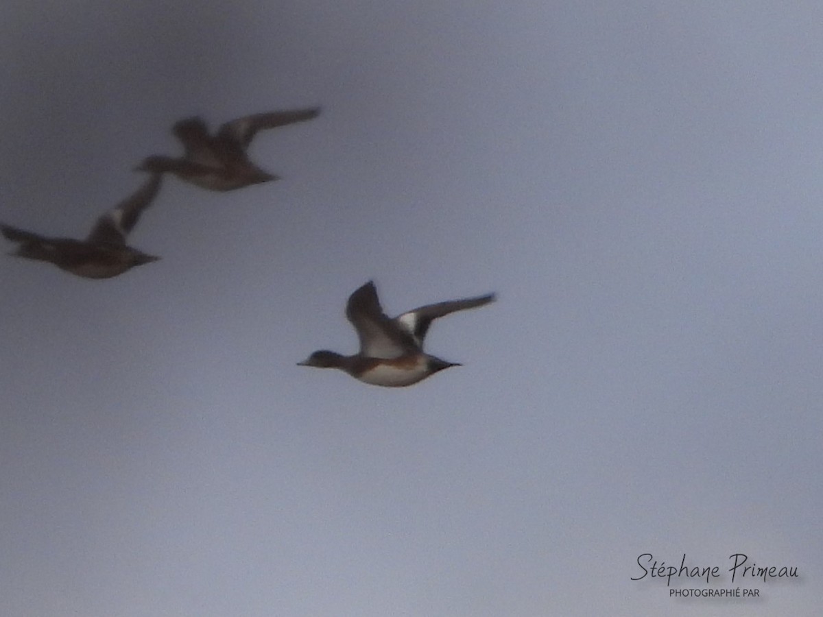 American Wigeon - Stéphane Primeau