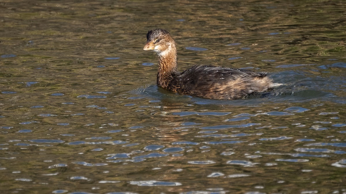 Pied-billed Grebe - ML611372855