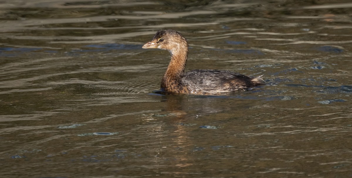 Pied-billed Grebe - ML611372856