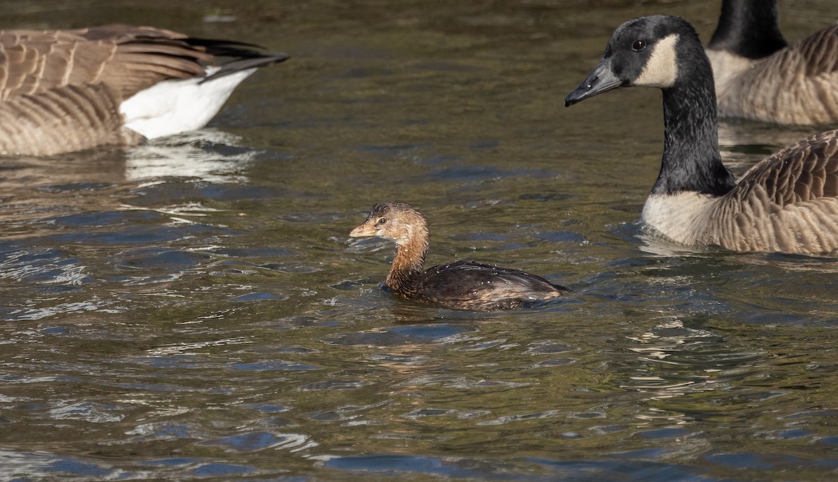 Pied-billed Grebe - ML611372857