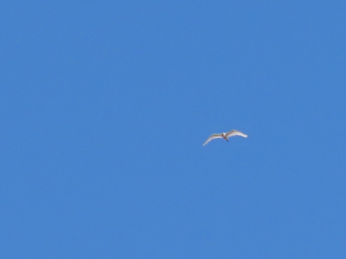 Snowy Egret - ML611372871