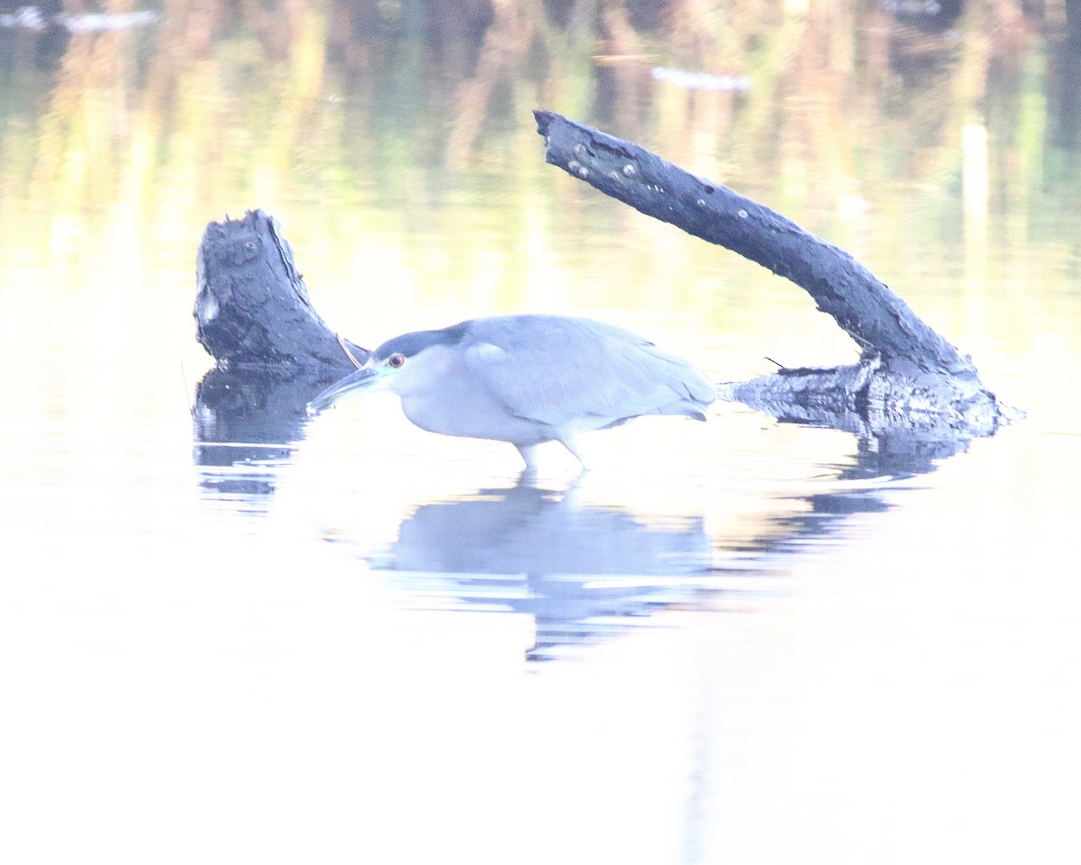 Black-crowned Night Heron - Rick Kittinger