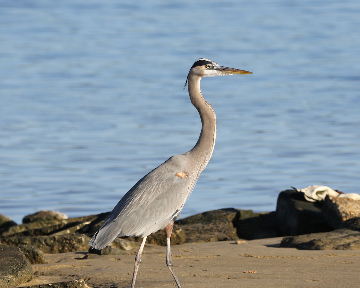 Great Blue Heron - Rick Kittinger