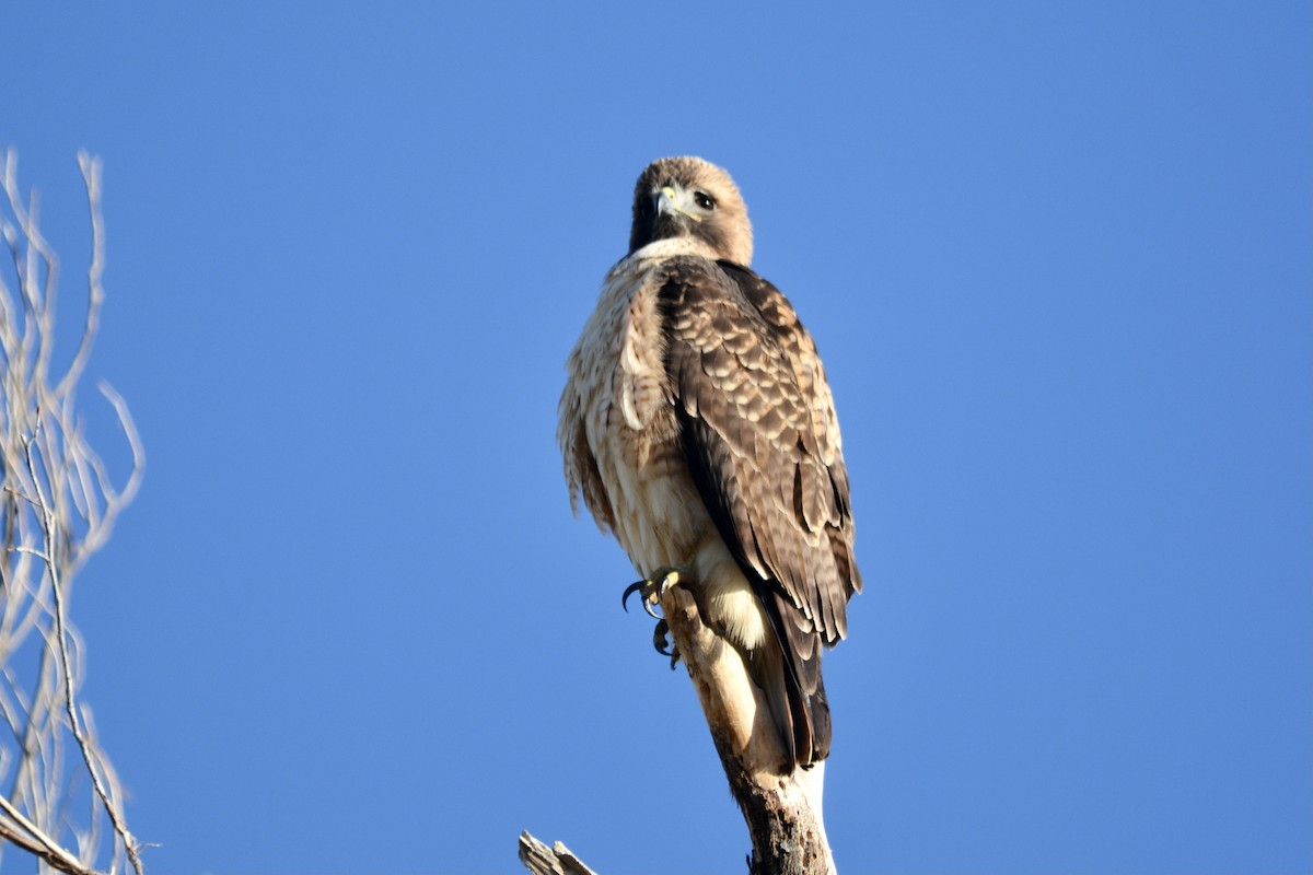 Red-tailed Hawk - ML611372909