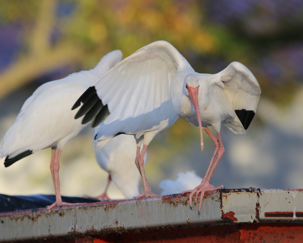 White Ibis - Rick Kittinger