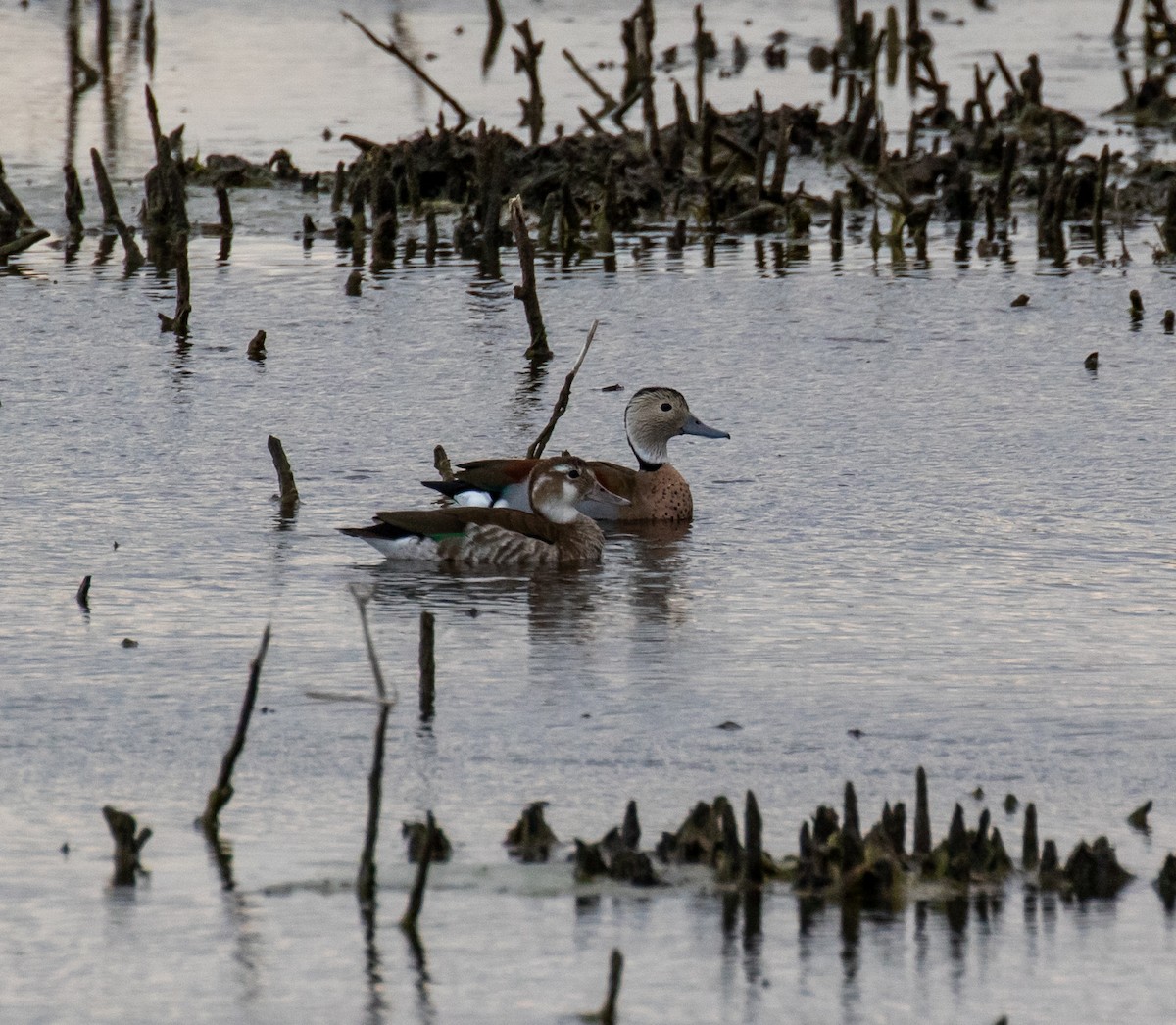 Ringed Teal - ML611372954