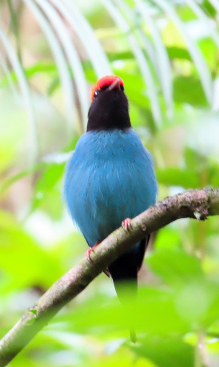 Swallow-tailed Manakin - Kathy Carroll