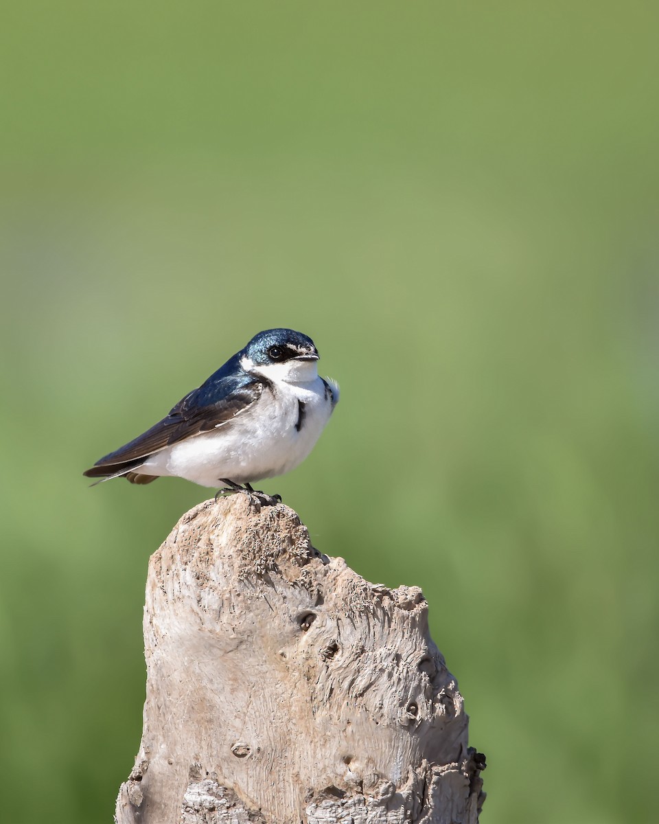 Golondrina Cejiblanca - ML611372973