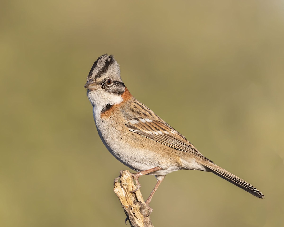 Rufous-collared Sparrow - Macarena Delsoglio