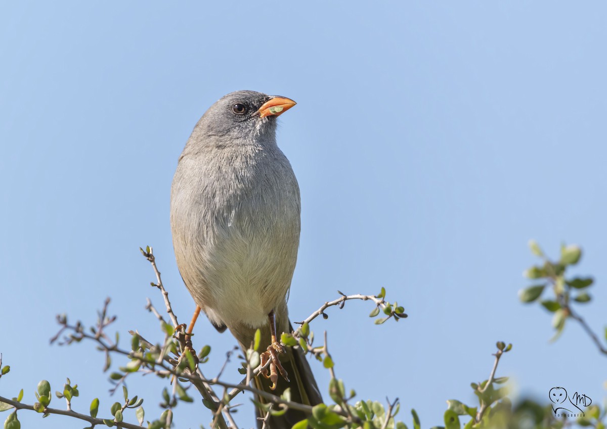 Great Pampa-Finch - ML611373022