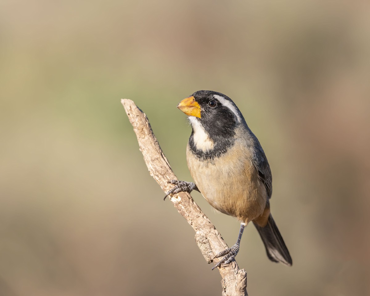 Saltator à bec orange - ML611373027