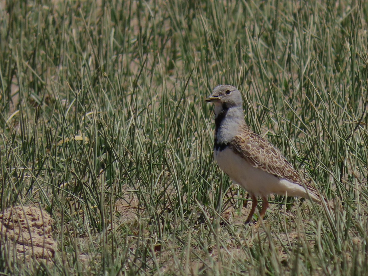 Least Seedsnipe - ML611373038