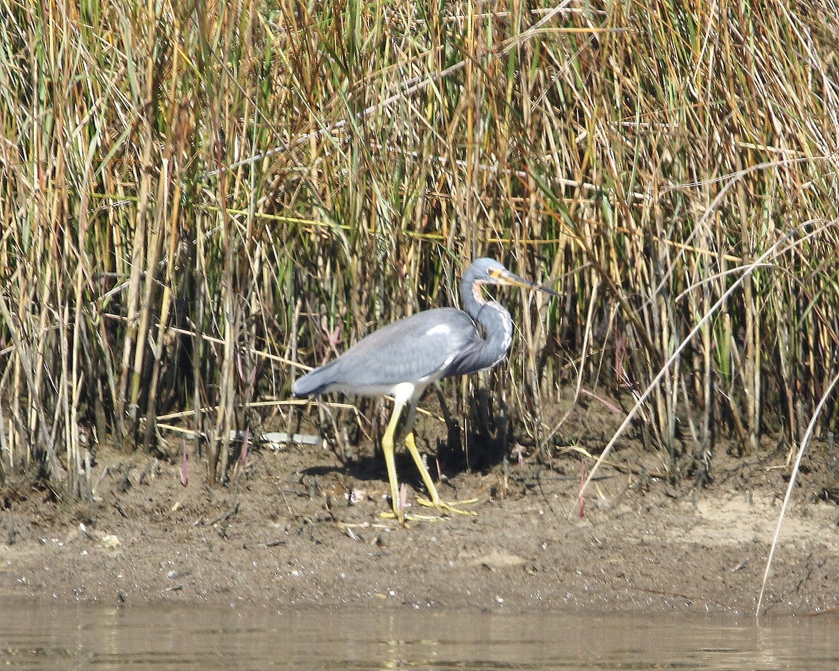 Tricolored Heron - ML611373094