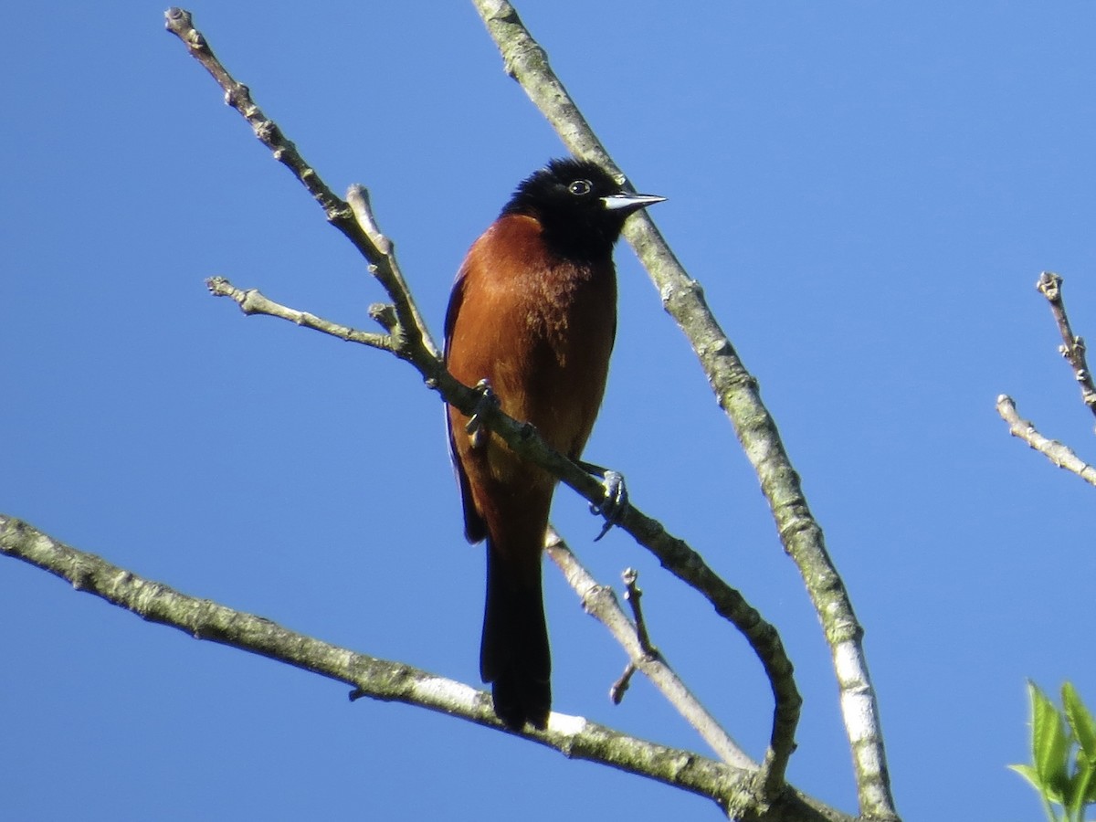 Orchard Oriole - ML611373113