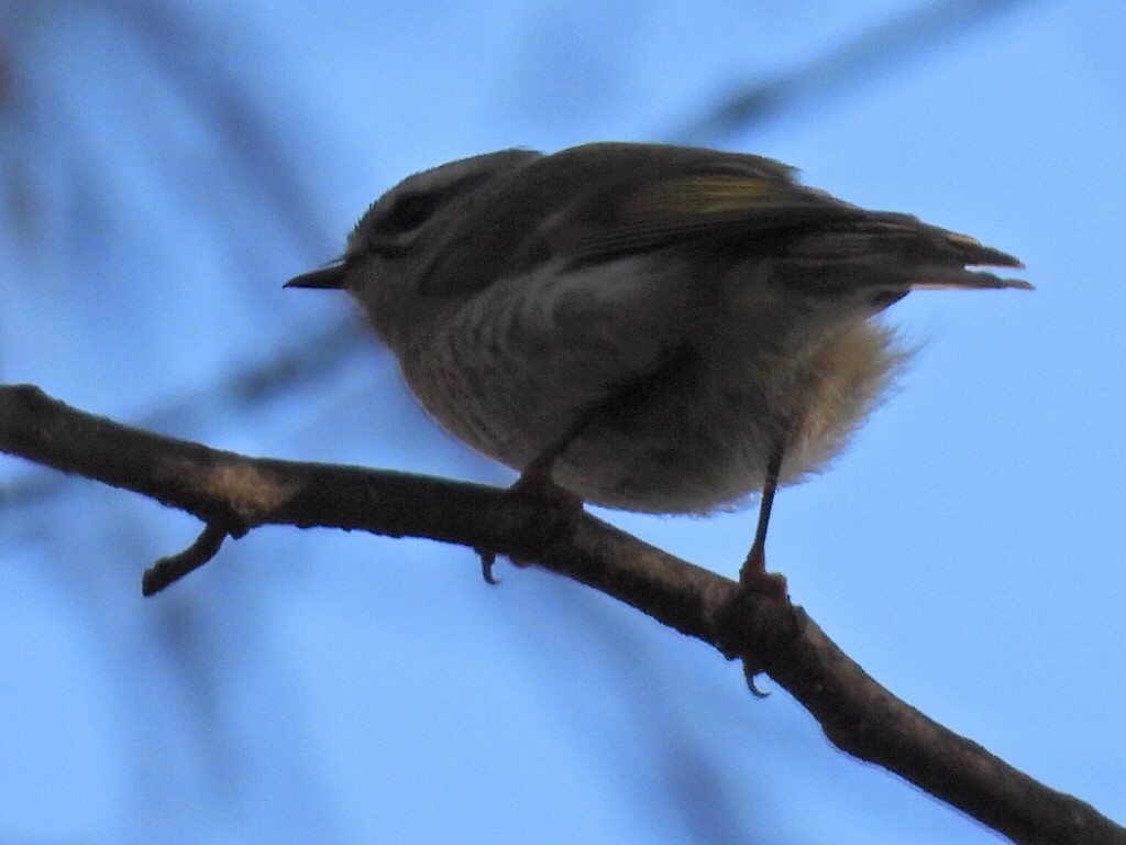 Roitelet à couronne dorée - ML611373137